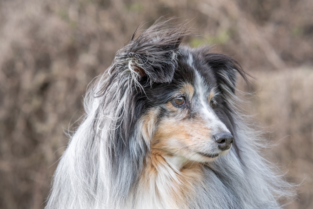 Portraits canins  — image de couverture de la galerie