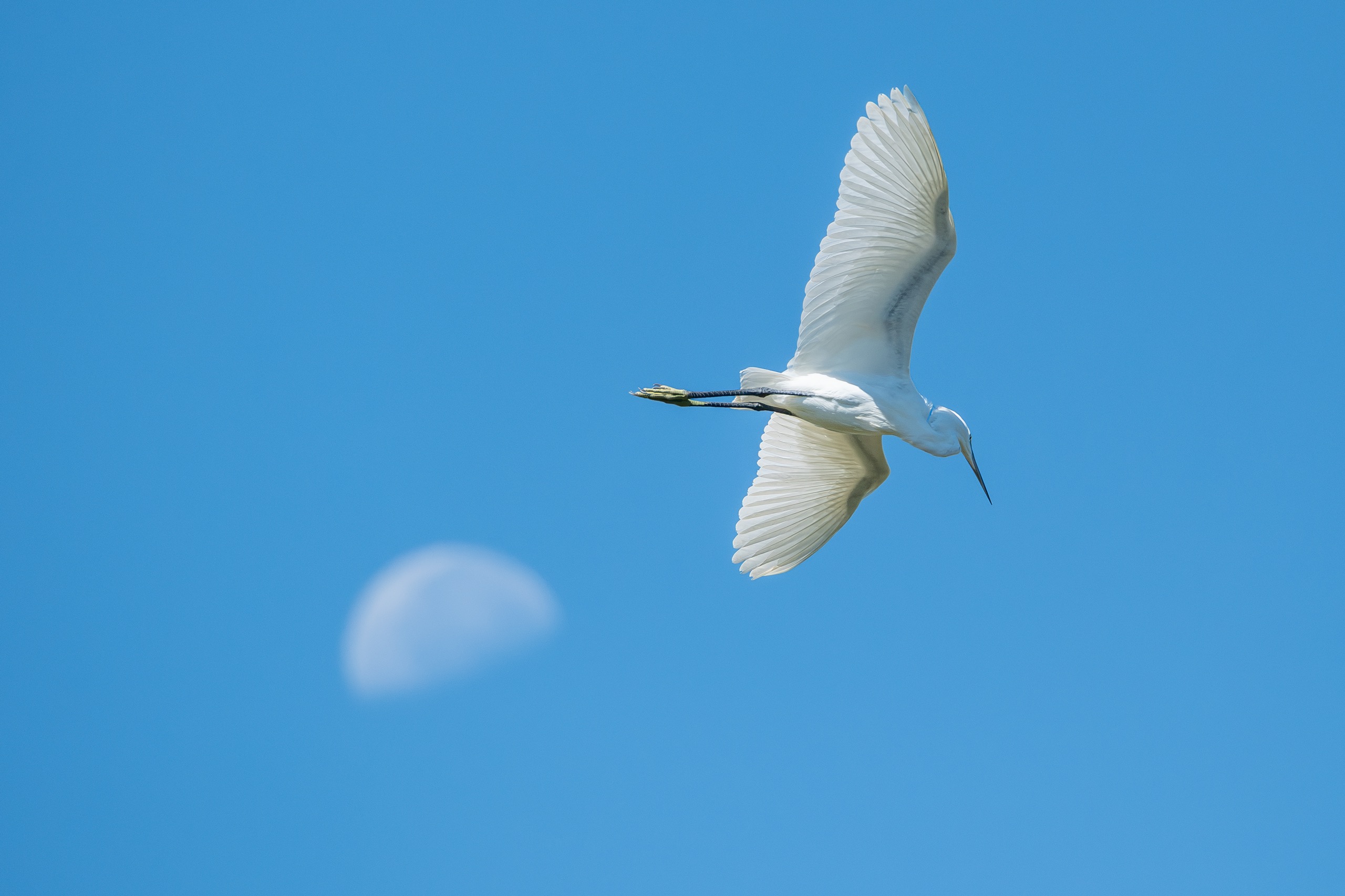 Oiseaux — image de couverture de la galerie