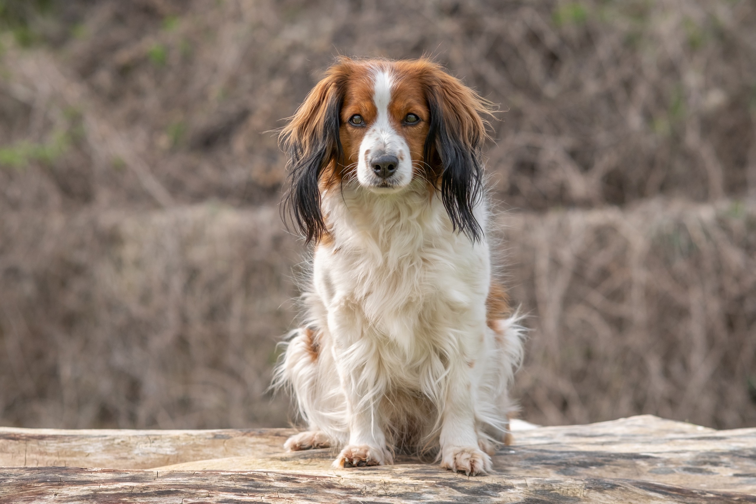 Portraits canins  — photographie de Yannic Hobé
