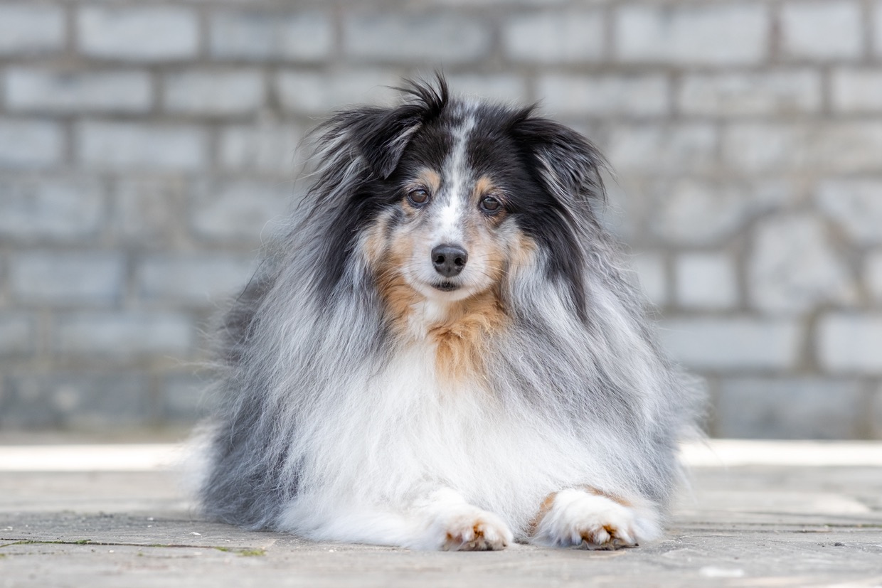 Portraits canins  — photographie de Yannic Hobé
