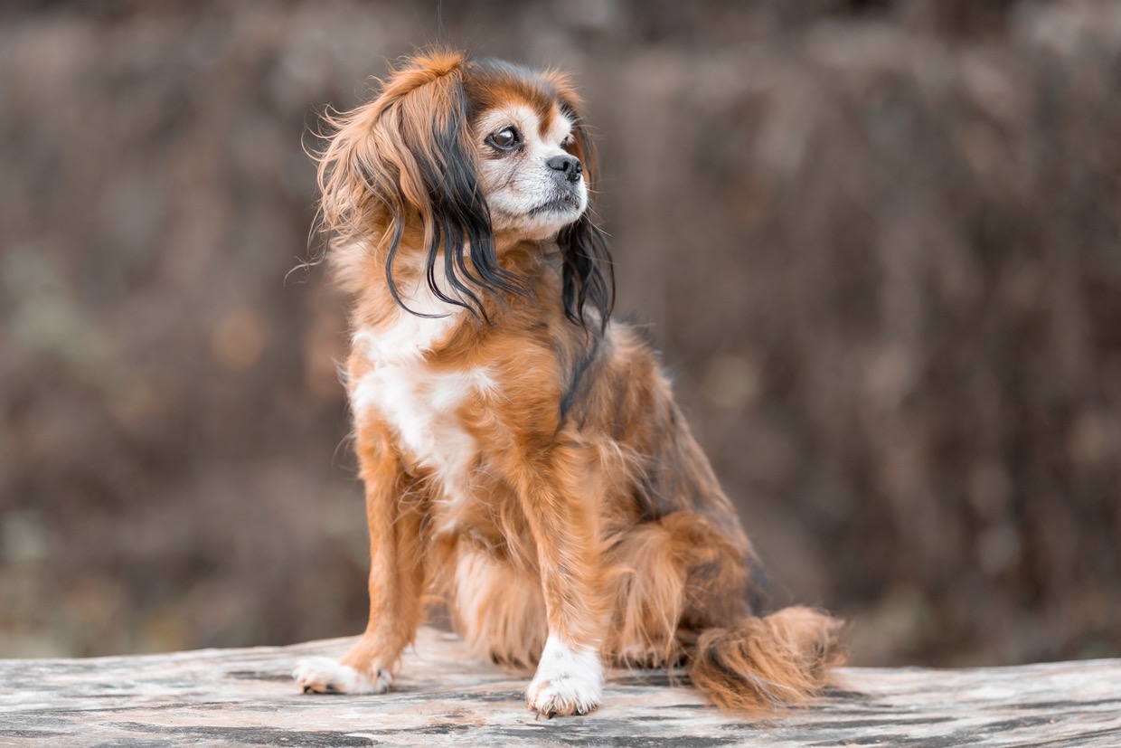 Portraits canins  — photographie de Yannic Hobé