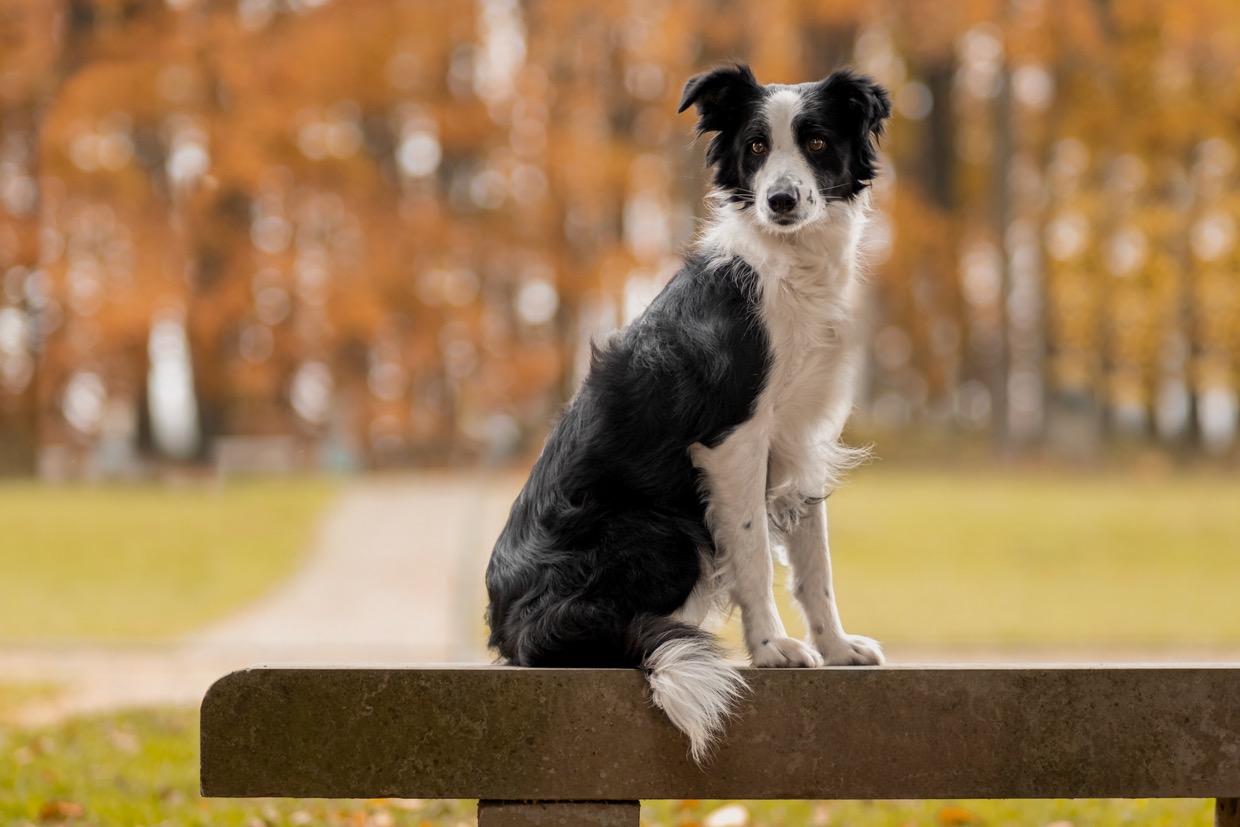 Portraits canins  — photographie de Yannic Hobé