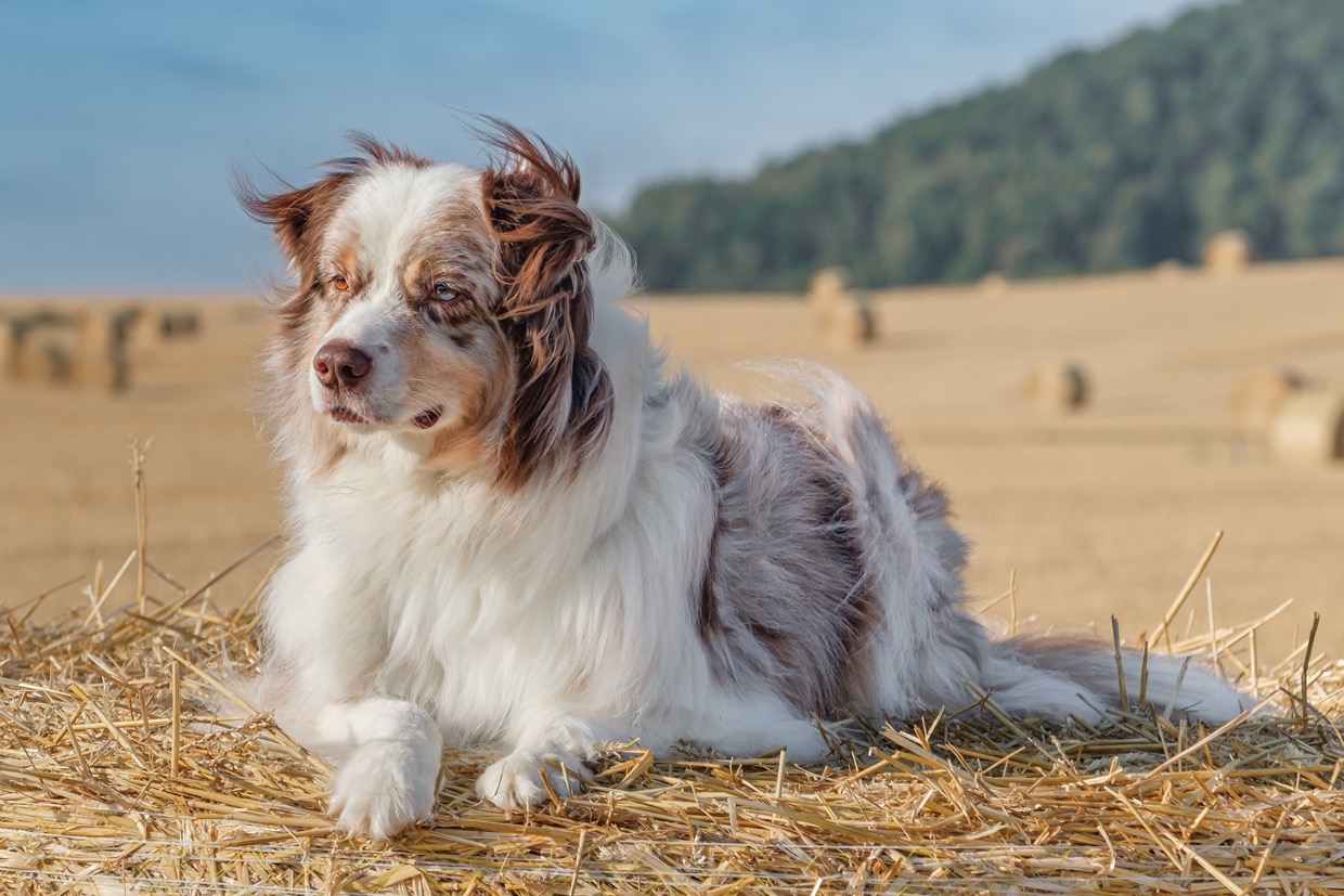Portraits canins  — photographie de Yannic Hobé