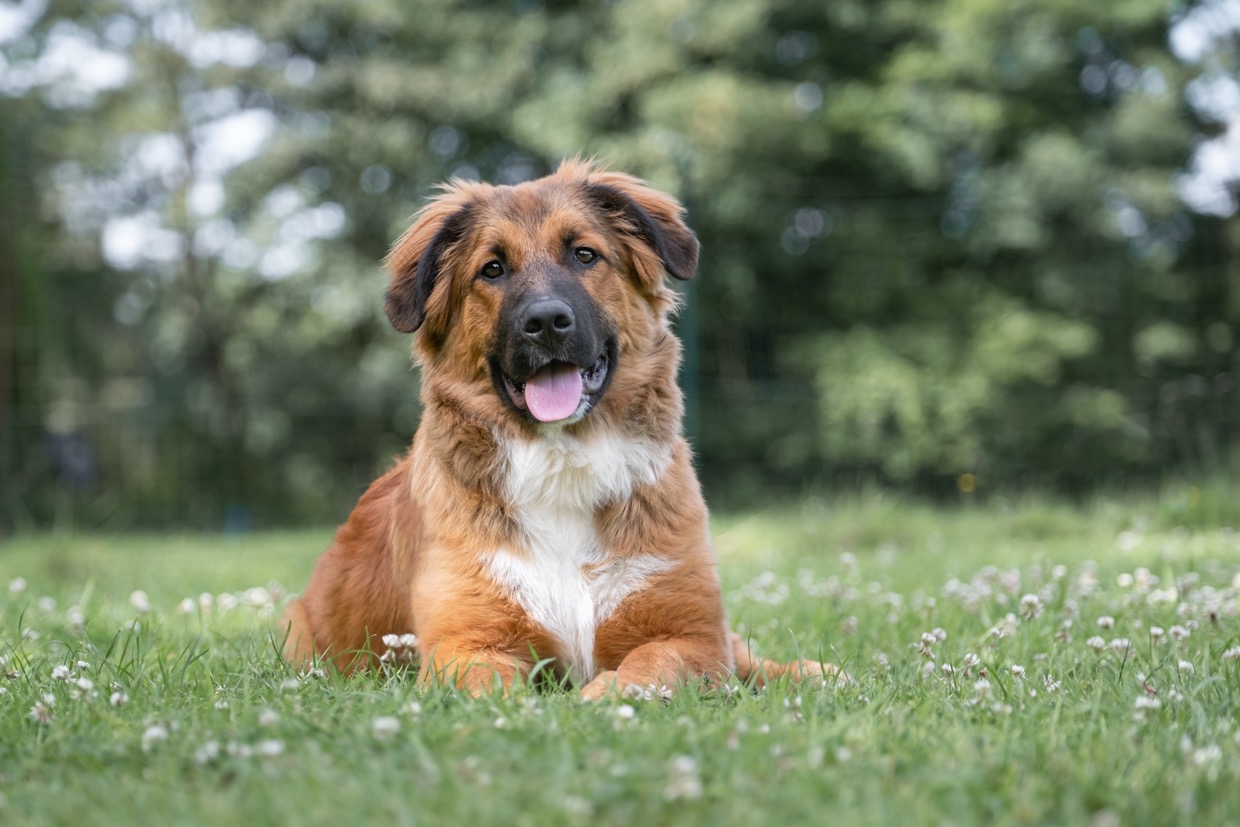 Portraits canins  — photographie de Yannic Hobé