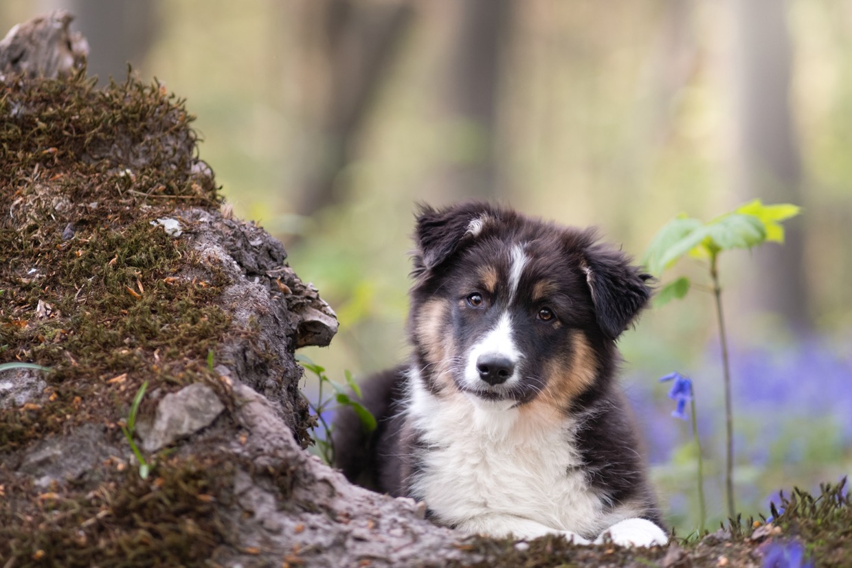 Portraits canins  — photographie de Yannic Hobé