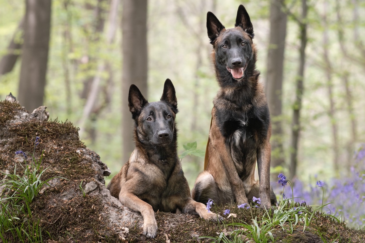 Portraits canins  — photographie de Yannic Hobé