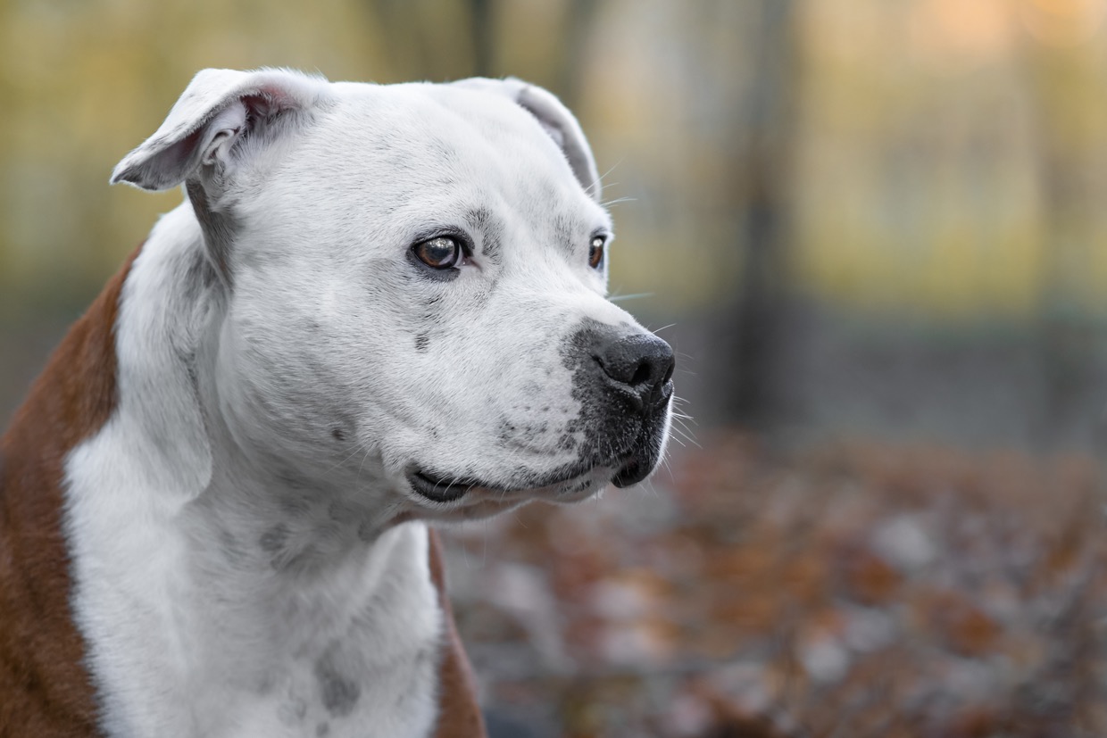 Portraits canins  — photographie de Yannic Hobé