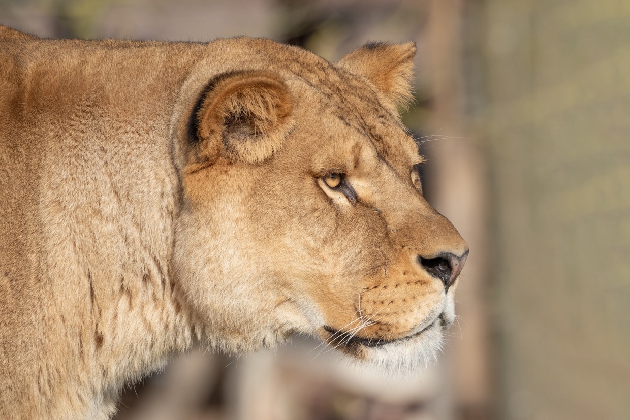 Faune  — photographie de Yannic Hobé