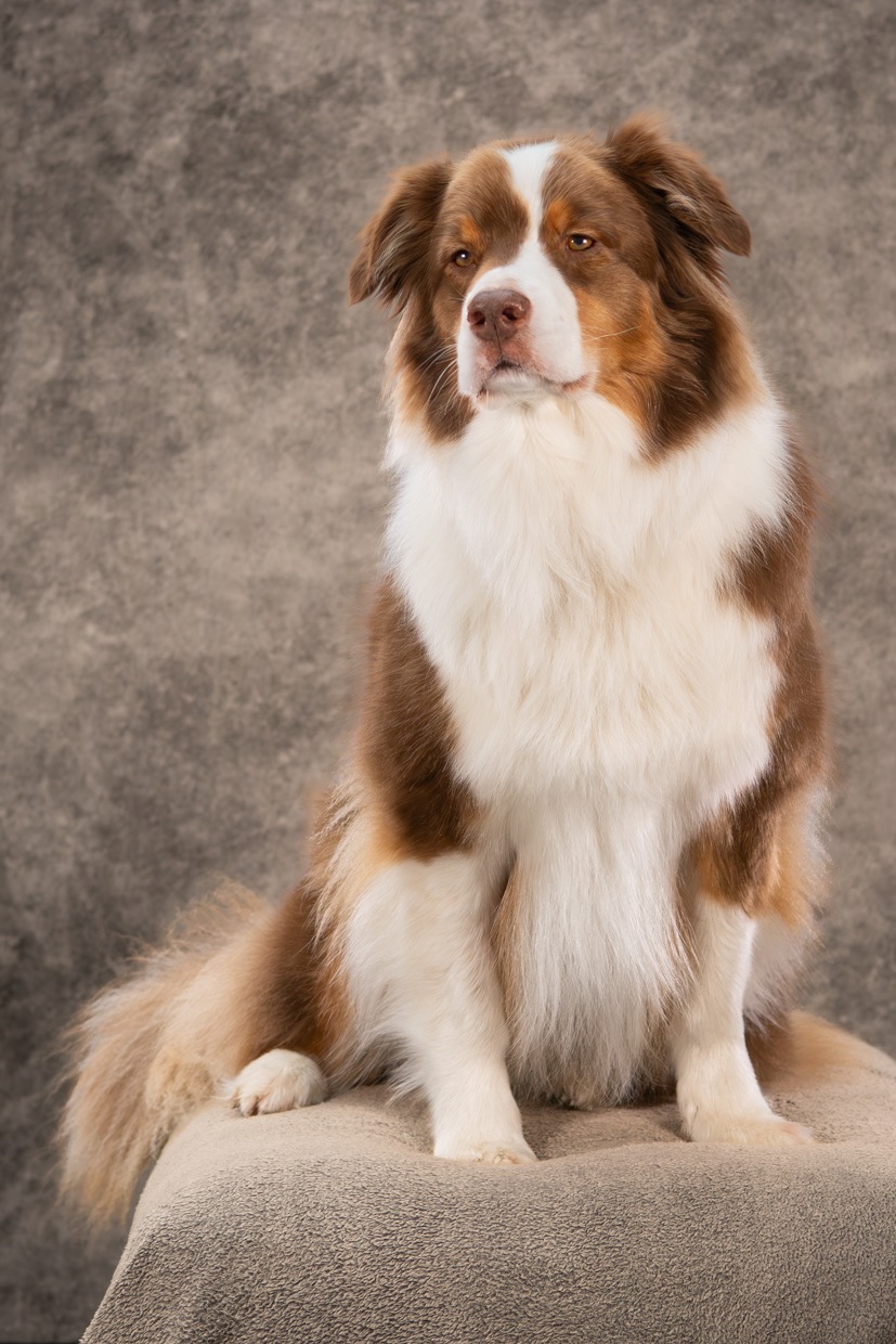 Portraits canins  — photographie de Yannic Hobé