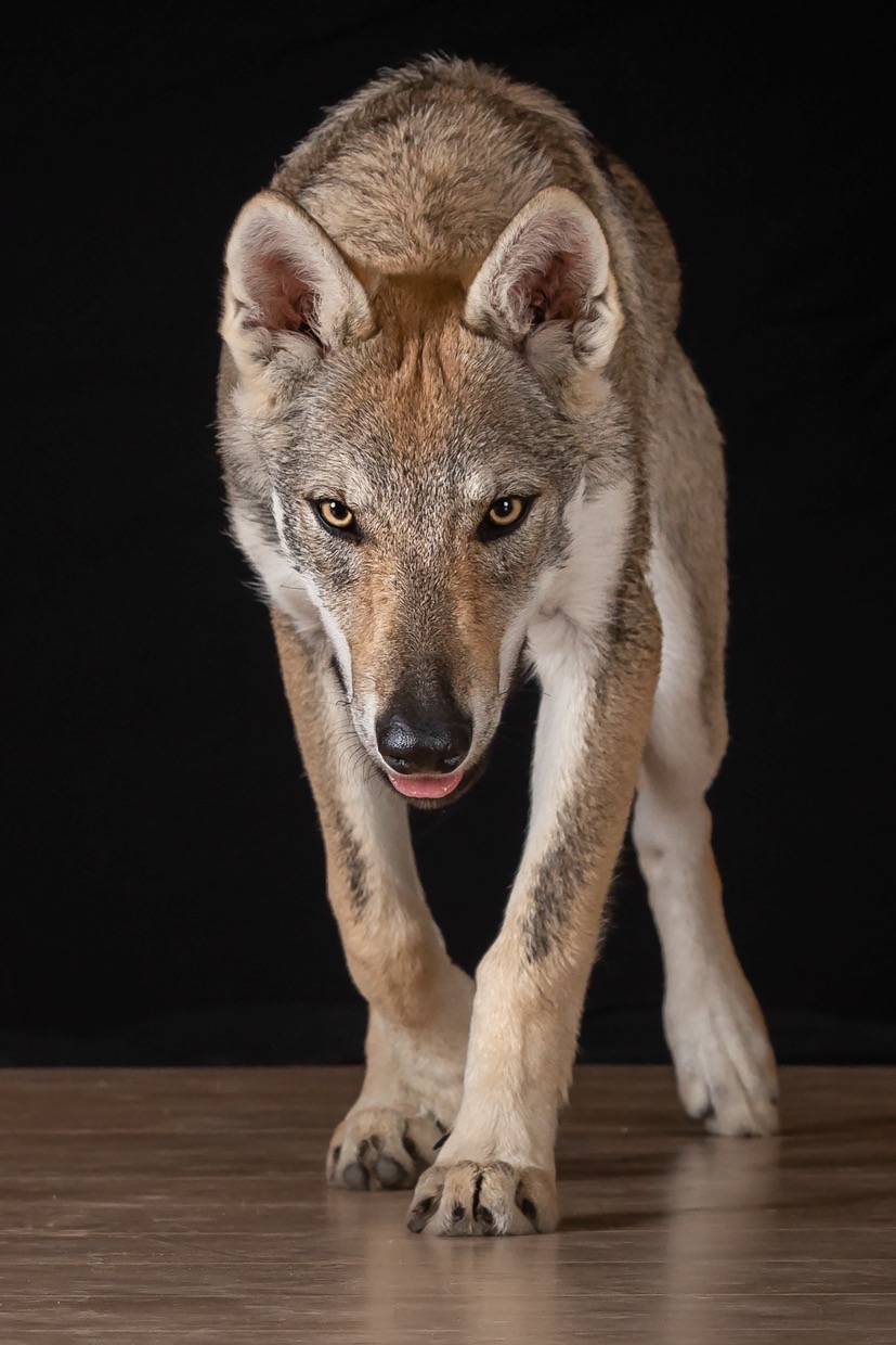 Portraits canins  — photographie de Yannic Hobé