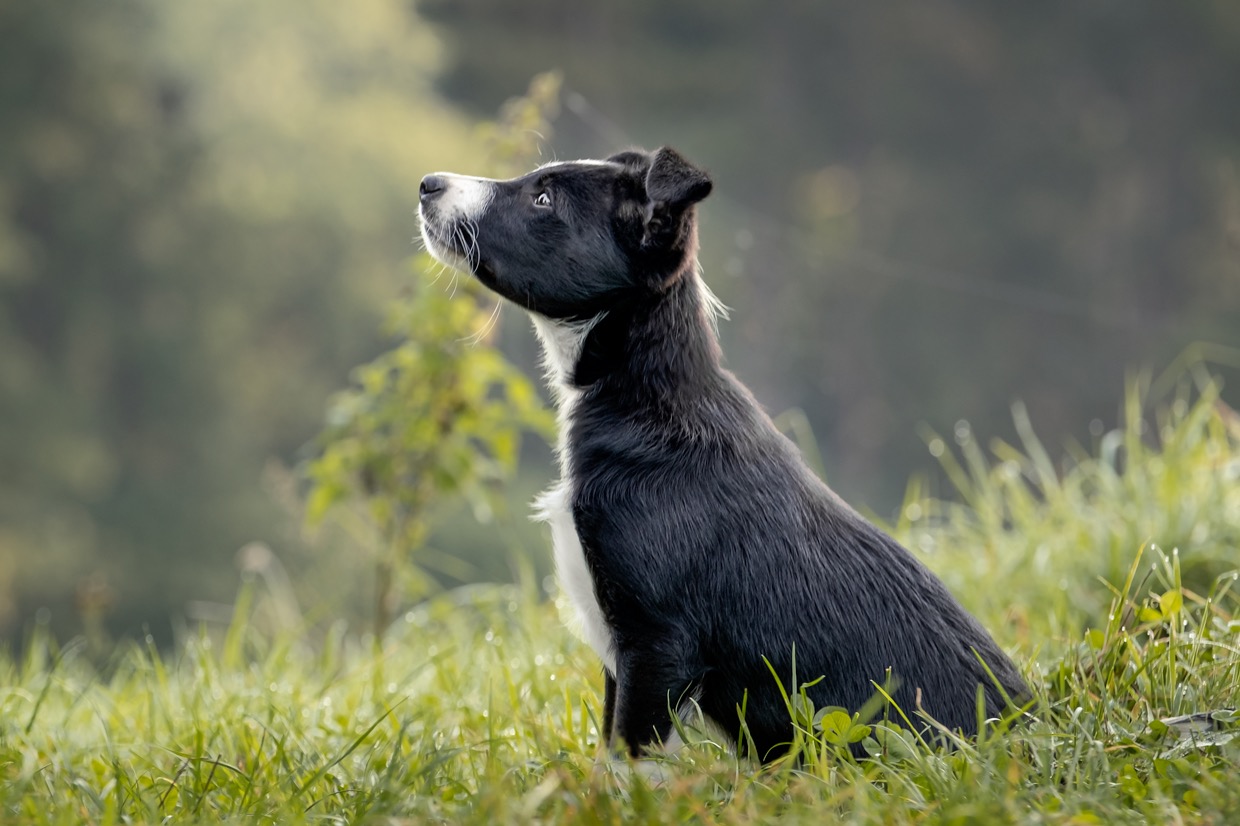 Portraits canins  — photographie de Yannic Hobé