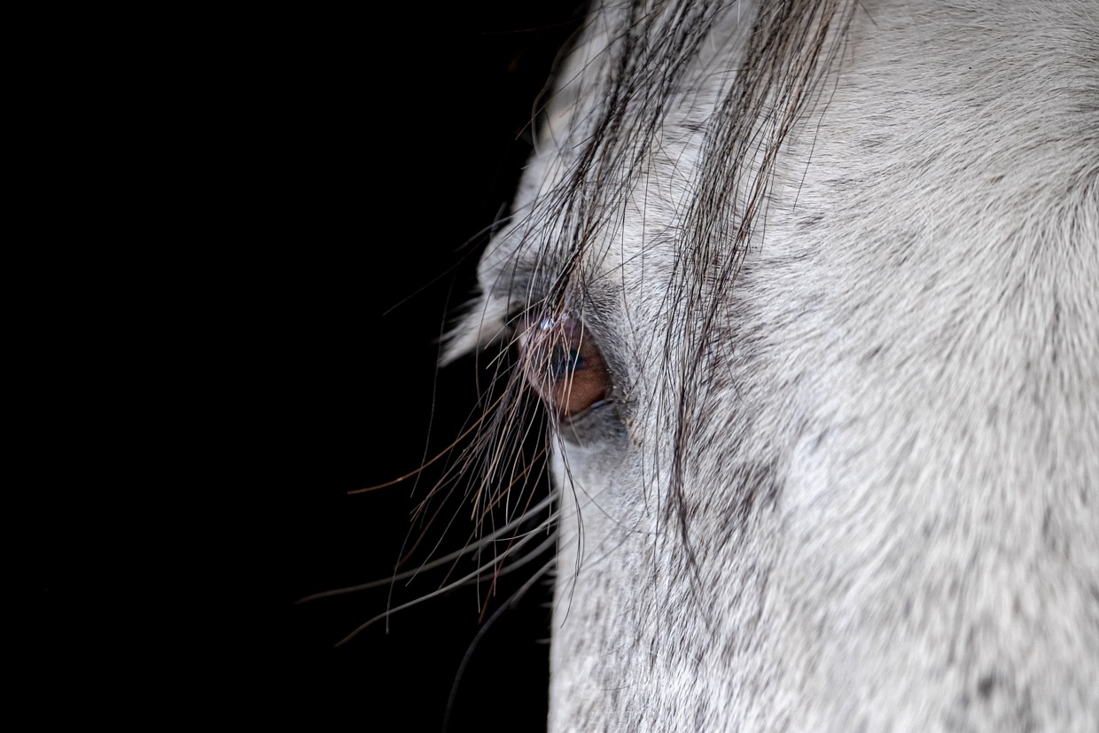 Portraits de chevaux — photographie de Yannic Hobé