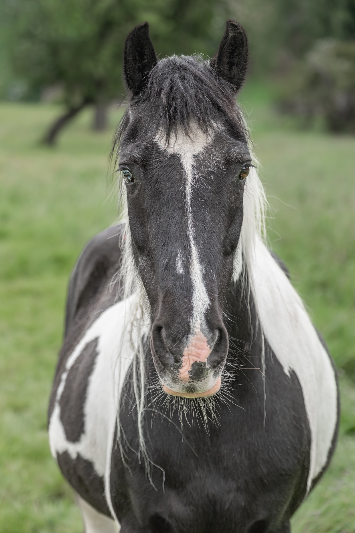 Portraits de chevaux — photographie de Yannic Hobé