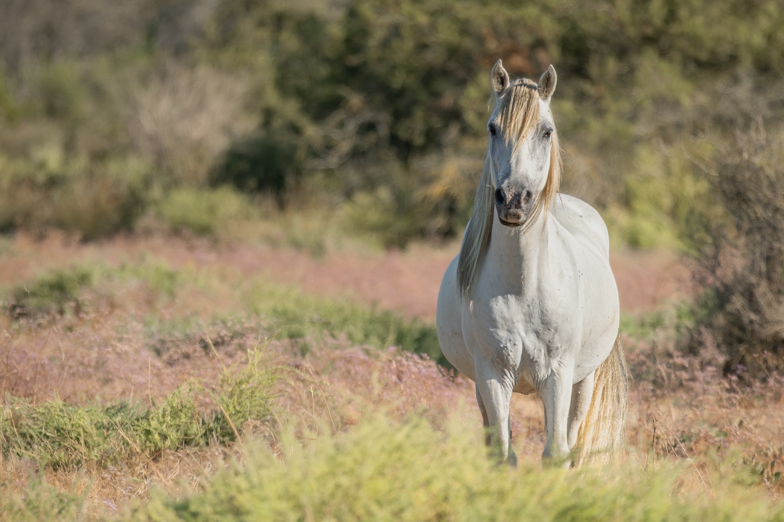 Portraits de chevaux — photographie de Yannic Hobé
