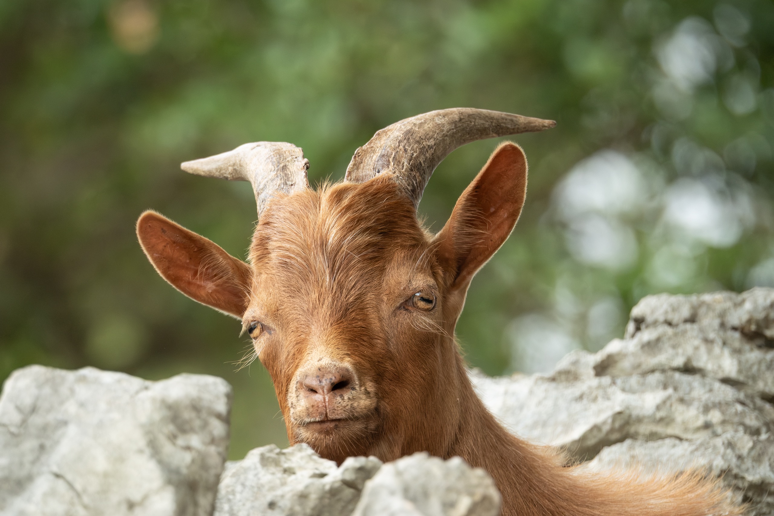 Faune  — photographie de Yannic Hobé