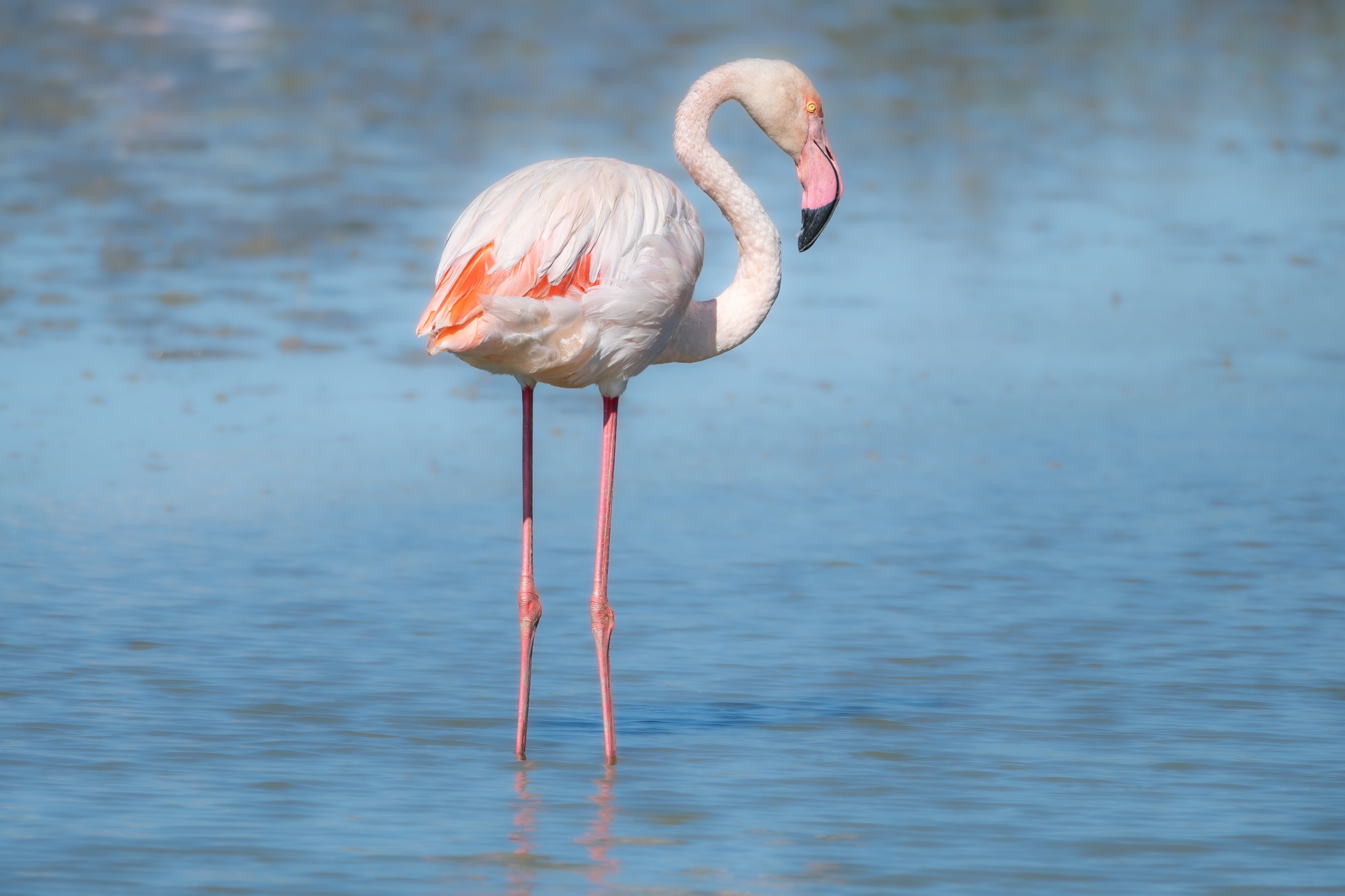 Oiseaux — photographie de Yannic Hobé