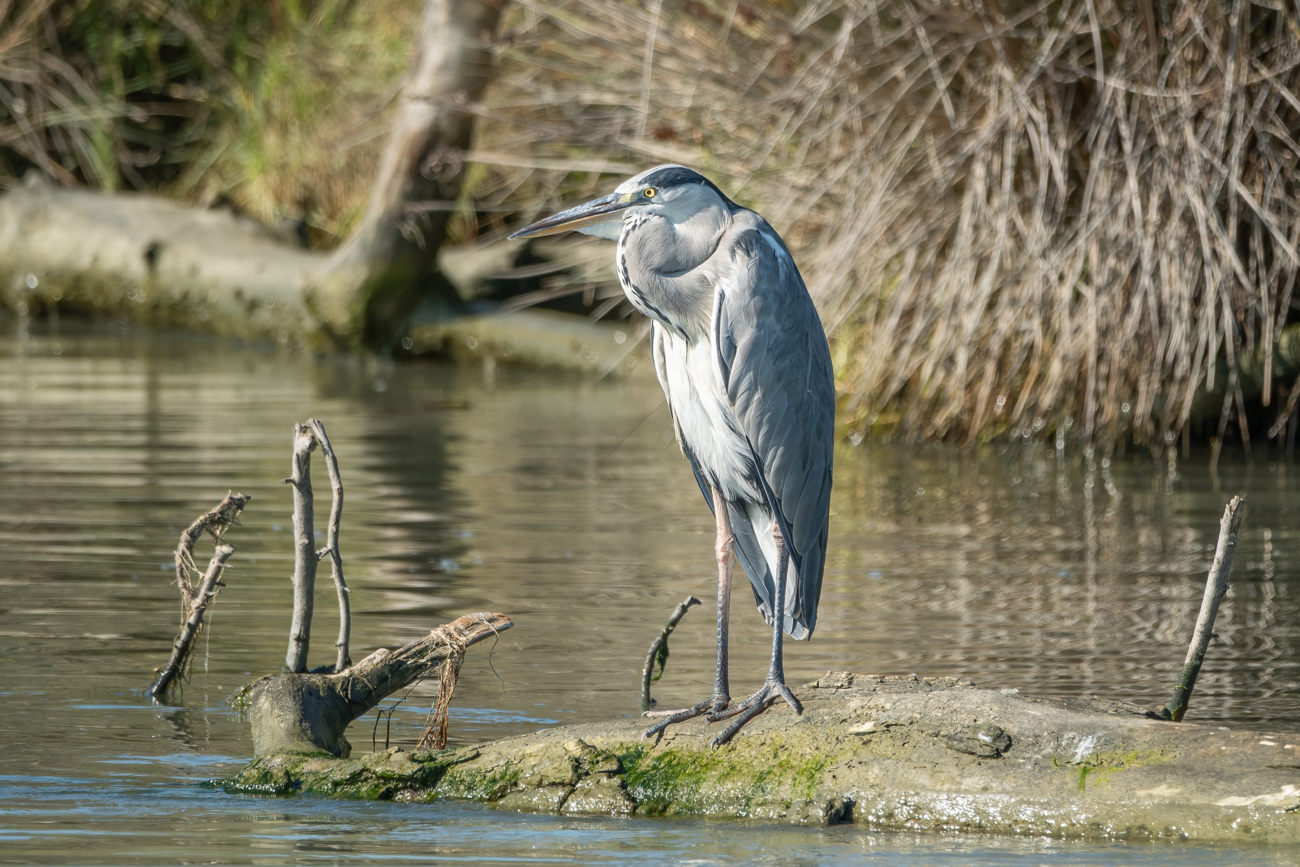 Oiseaux — photographie de Yannic Hobé