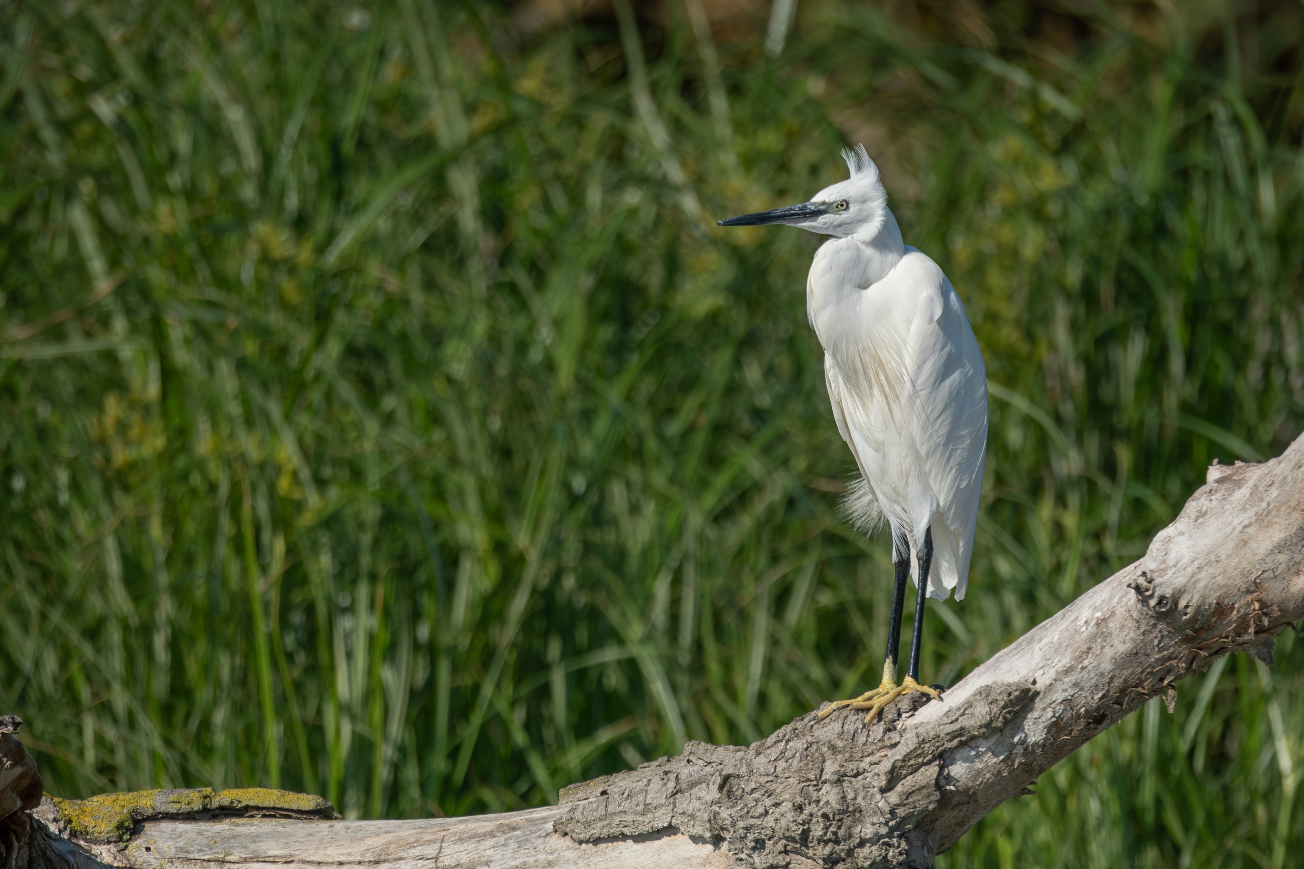 Oiseaux — photographie de Yannic Hobé