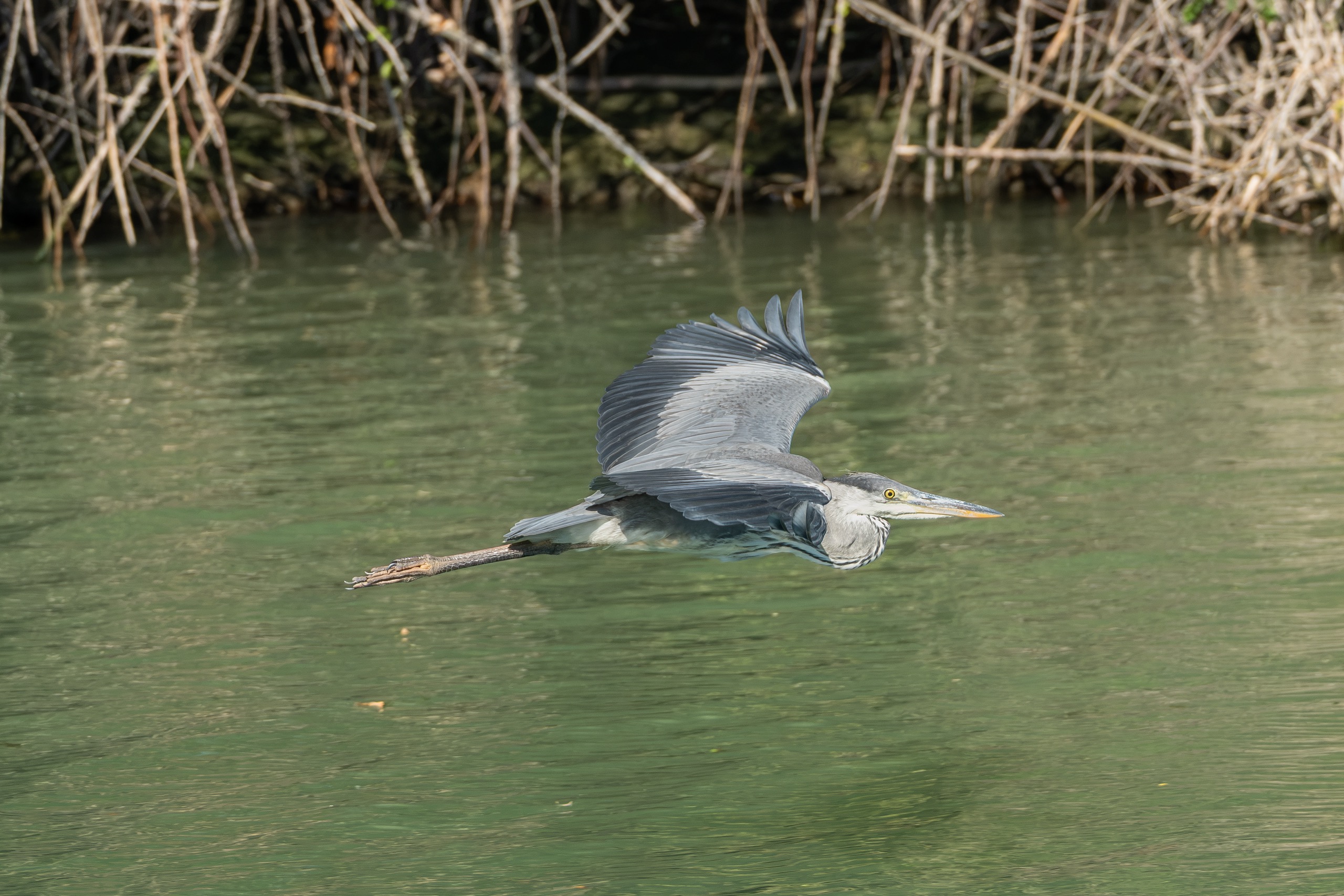 Oiseaux — photographie de Yannic Hobé
