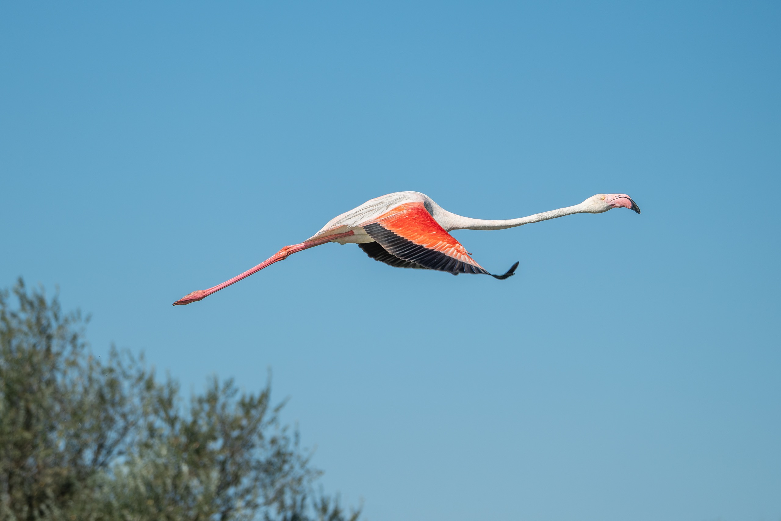 Oiseaux — photographie de Yannic Hobé