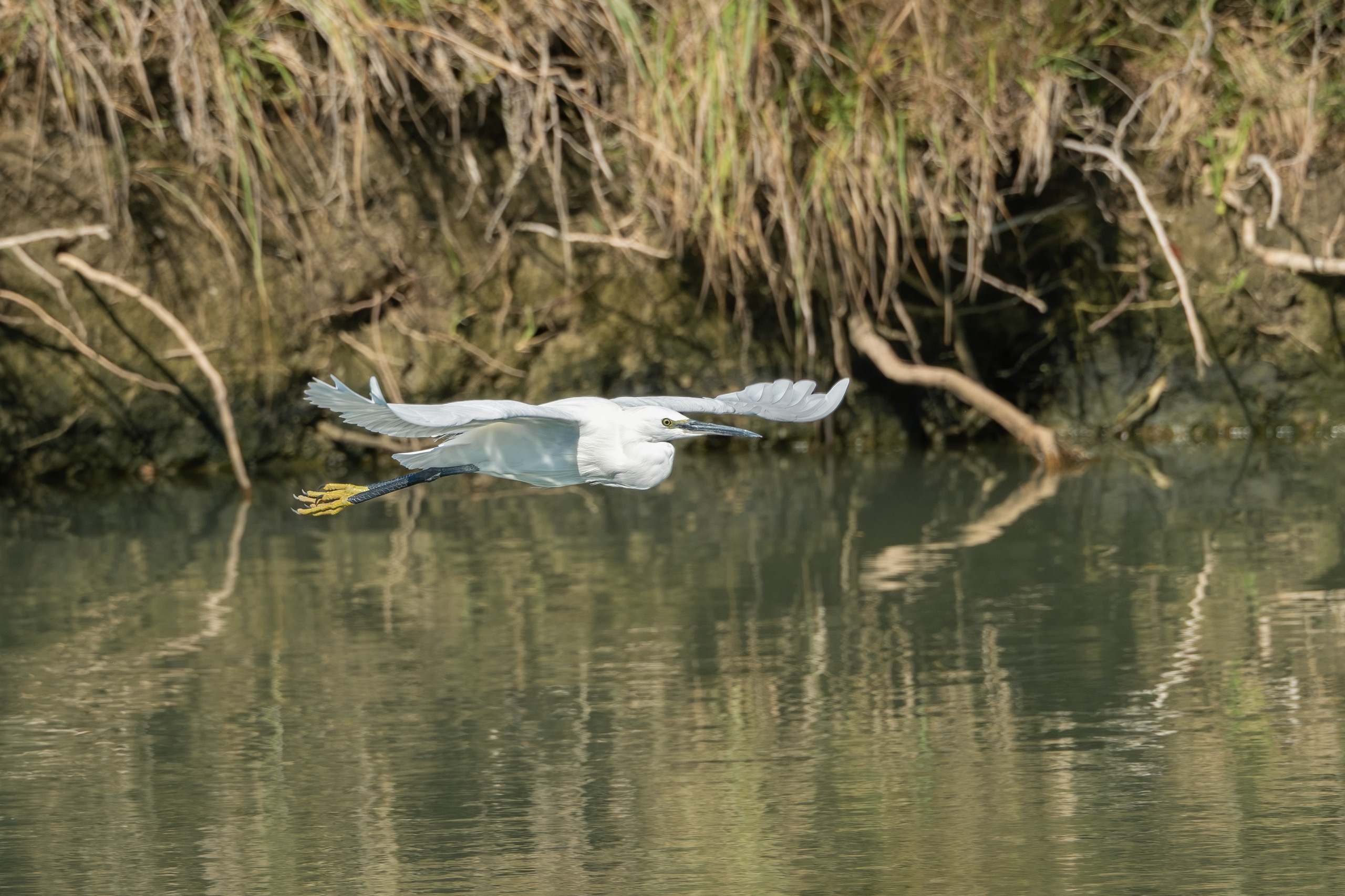Oiseaux — photographie de Yannic Hobé