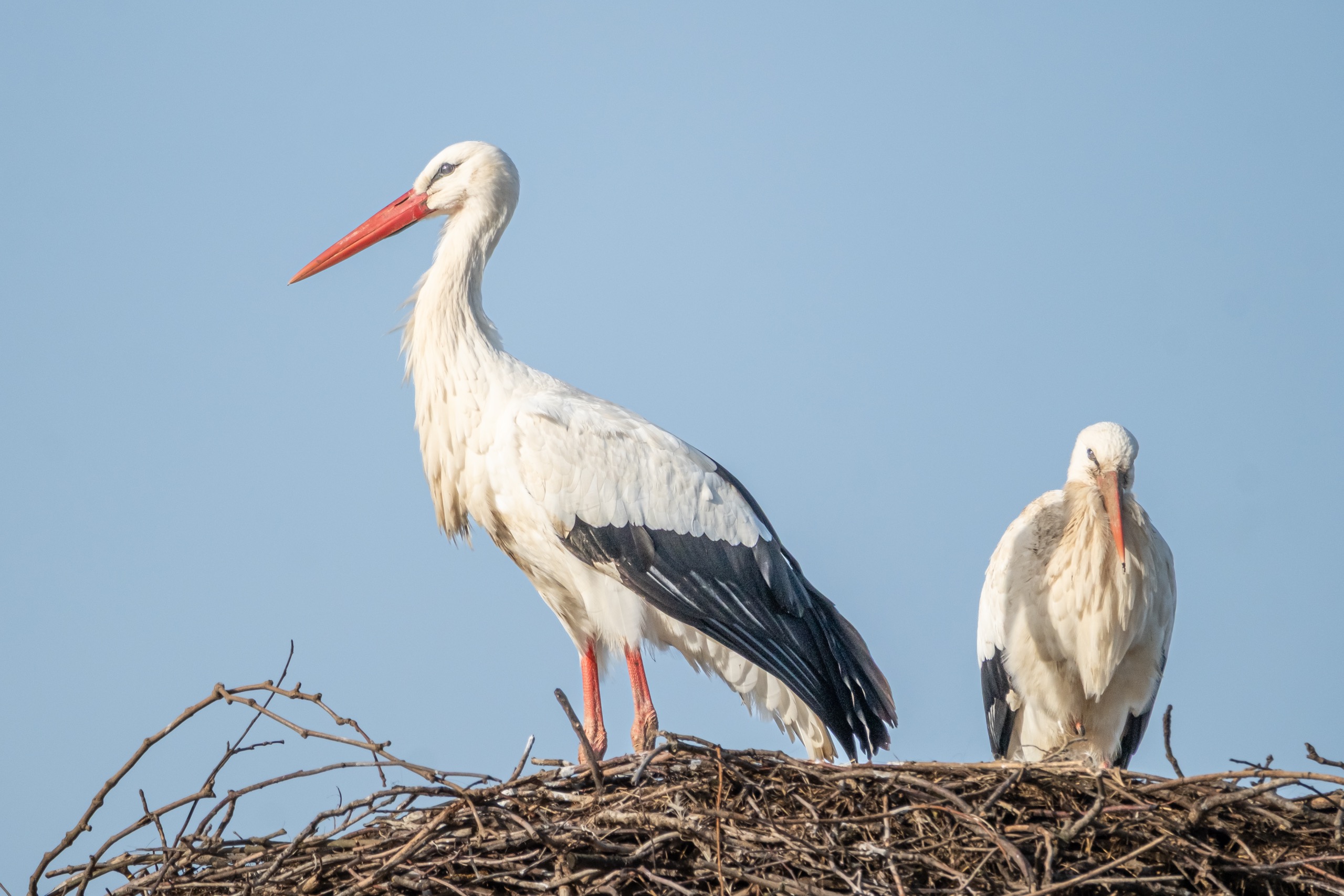 Oiseaux — photographie de Yannic Hobé