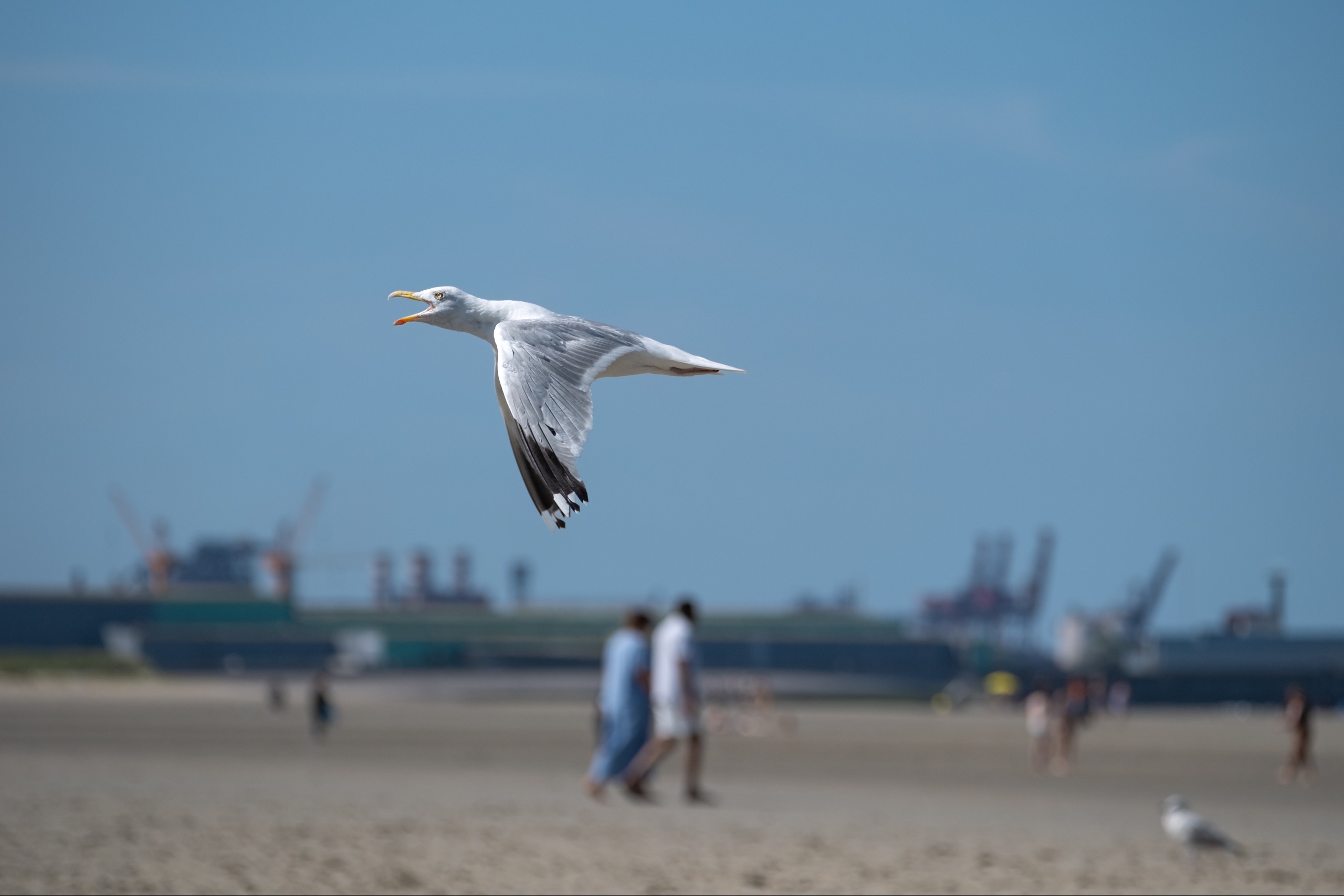 Oiseaux — photographie de Yannic Hobé