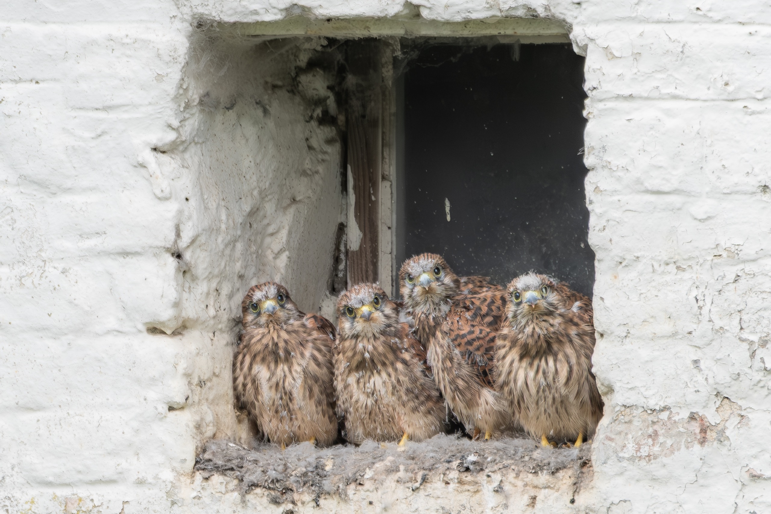 Oiseaux — photographie de Yannic Hobé