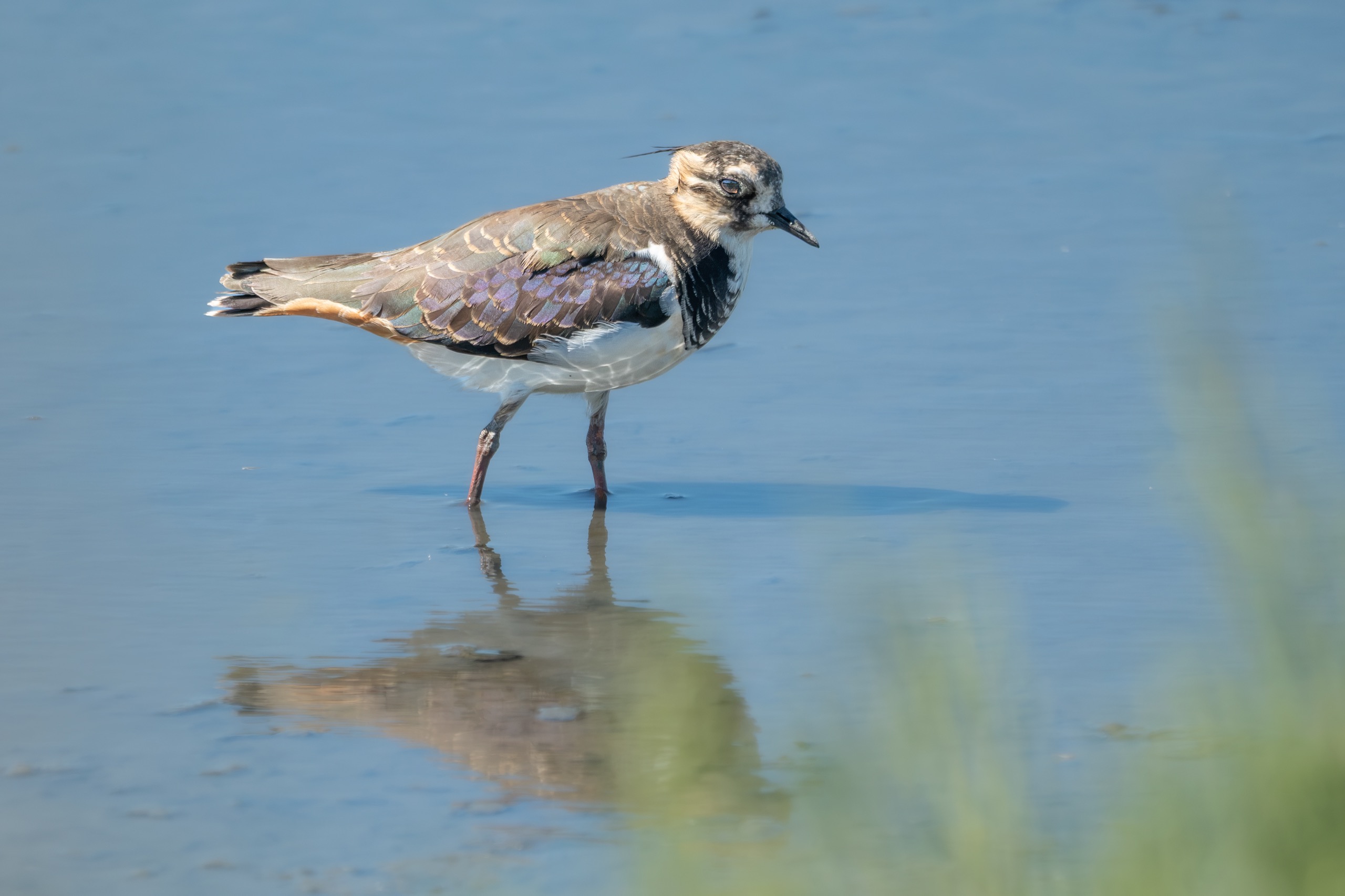 Oiseaux — photographie de Yannic Hobé